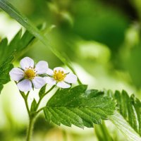 Цветки земляники :: Олег Подлесных