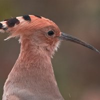 Удод :: Yudong Liu