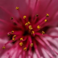 Пыльниковый  салют! :: Светлана Тихонина