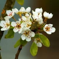 Цветущий апрель :: Юрий. Шмаков