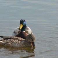 Парочка уток :: Светлана Грызлова Парочка уток :: Светлана Грызлова