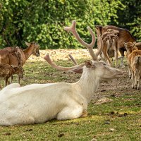 Белый олень. :: Lucy Schneider 