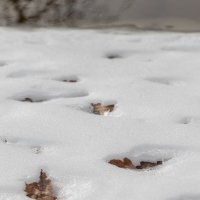 весна :: Татьяна Гузева