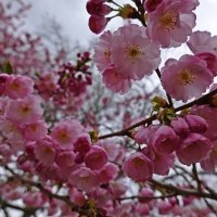 Расцвела сакура..... :: Галина Расцвела сакура..... :: Галина