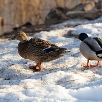 Утица и селезень :: Александр Синдерёв