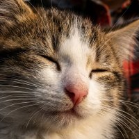 Котя дремлет :: Лилия Котя дремлет :: Лилия