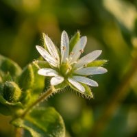 Звездчатка средняя (мокрица) :: Лилия 
