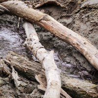 Бегут ручьи... :: Игорь Протасов