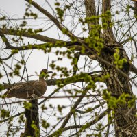 Утка на дереве :: Игорь Протасов