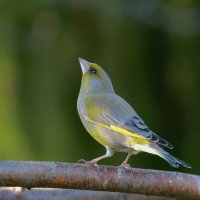 весенняя... :: Andrey Bragin 