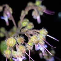 ВЕСНА :: Tata Wolf