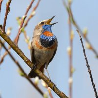 Весенняя песня. :: Михаил Белоусов