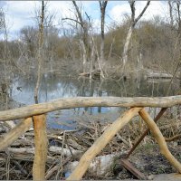 Бобровая плотина :: Сеня Белгородский