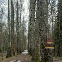 Алея в апреле :: Сергей Цветков