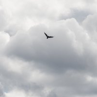 Поиск добычи :: Валерий Иванович