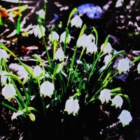 Букетик в саду :: Людмила Смородинская