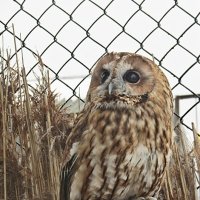 Сова :: PRP Сова :: PRP