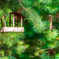 Кормушка :: Олег Подлесных