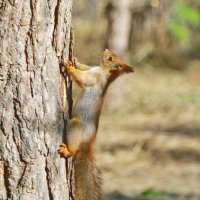 вертикаль... :: Andrey Bragin 