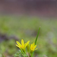 Первоцветы. Гусиный лук :: Tina Kott