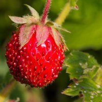 Мечты о лете. :: Петр Беляков