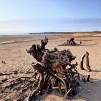 Корни :: Лия ☼