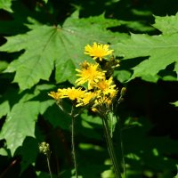 Ястребинка зонтичная :: Олег 