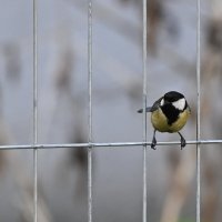 Чем угощать будите...? :: Николай Саржанов Чем угощать будите...? :: Николай Саржанов