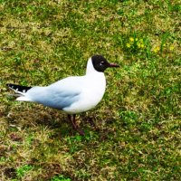 Озёрная чайка уже в брачном наряде :: Aida10 