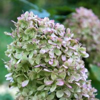 Гортензия. :: Лилия *