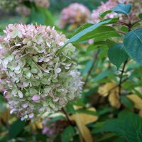 Гортензия. :: Лилия *