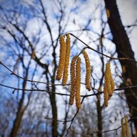 Весна в лесу... :: Александр Герасенков