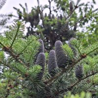 шишки :: Наталья 