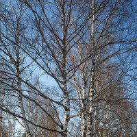 Весна :: Александр Синдерёв