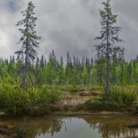 Таёжное болото :: Aleksey Afonin Таёжное болото :: Aleksey Afonin