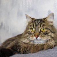 *** :: Андрей Л. В.