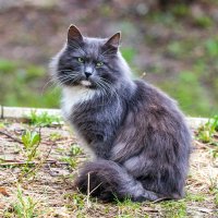 Зеленоглазый. :: Анатолий. Chesnavik. Зеленоглазый. :: Анатолий. Chesnavik.