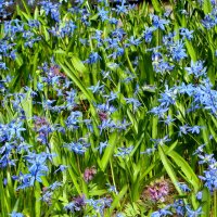 Пролески :: Александр Чеботарь