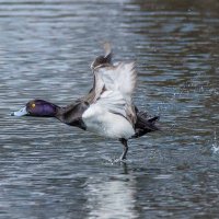 Хохлатая чернеть. :: Николай Ловец
