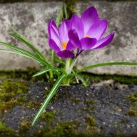 Сиреневые крокусы :: Елена Сухорученкова