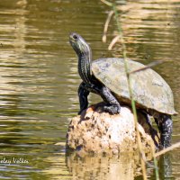 Черепаха на солнце. :: Николай Волков