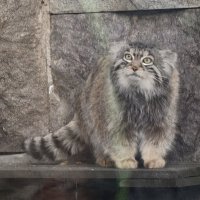 Манул Тимофей :: <<< Наташа >>> Манул Тимофей :: <<< Наташа >>>