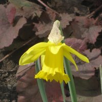 Жёлтый нарцисс :: Дмитрий Никитин