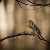 Овсянка. :: Андрей Андрианов