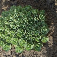 "Всего и надо, что вглядеться..." Ю.Левитанский :: Syntaxist (Светлана)