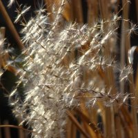 "Всего и надо, что вглядеться..." Ю.Левитанский :: Syntaxist (Светлана) "Всего и надо, что вглядеться..." Ю.Левитанский :: Syntaxist (Светлана)