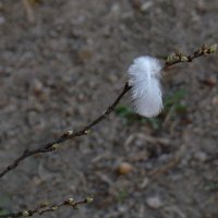 "Всего и надо, что вглядеться..." Ю.Левитанский :: Syntaxist (Светлана)