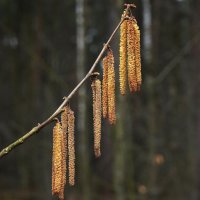 Весенние украшения :: Татьяна Тюменка