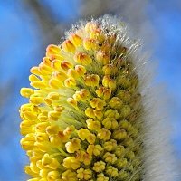 Верба :: Михаил Свиденцов