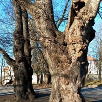 Голландские липы :: Veera V Голландские липы :: Veera V